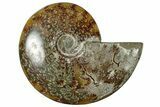 Polished Cretaceous Ammonite (Cleoniceras) Fossil - Madagascar #305939-1